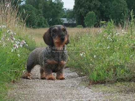 Dachshund fotografie, preț și caracteristici - lumea animalelor