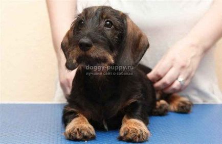 Dachshund fotografie, preț și caracteristici - lumea animalelor