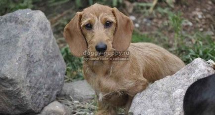 Dachshund fotografie, preț și caracteristici - lumea animalelor