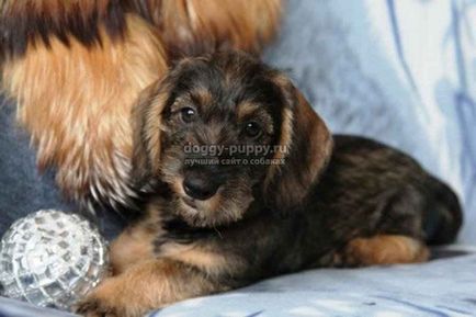 Dachshund fotografie, preț și caracteristici - lumea animalelor