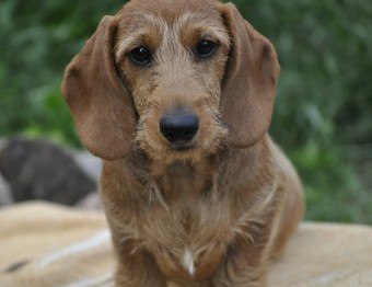 Dachshund Dachshund Caracteristicile rasei, caracterului, obiceiurilor