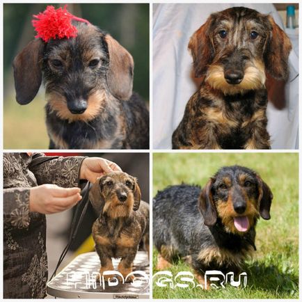 Dachshund Dachshund caracteristici, îngrijire (fotografie)