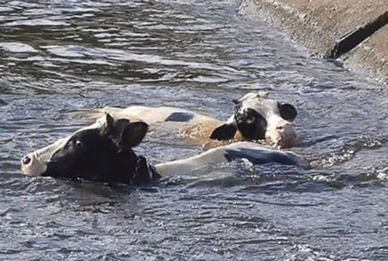 Мешканка Краснотурьінска врятувала потопаючих корів