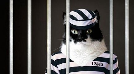 Criminalii de animale sunt un contrabandist de pisici, spion porumbel, o vacă ucigaș și altele