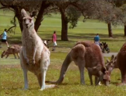 Animalele sunt simboluri ale Australiei