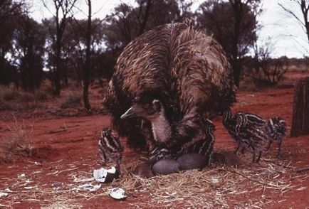 Тварини - символи австралії