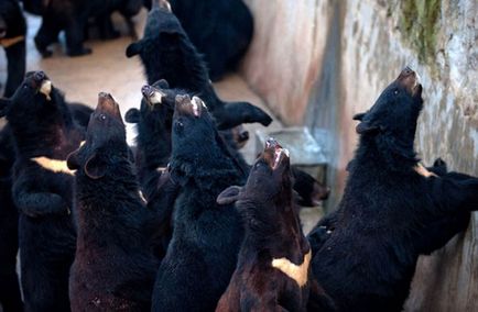 Jurnaliștilor li s-a arătat cum se produce bilele de urs, china