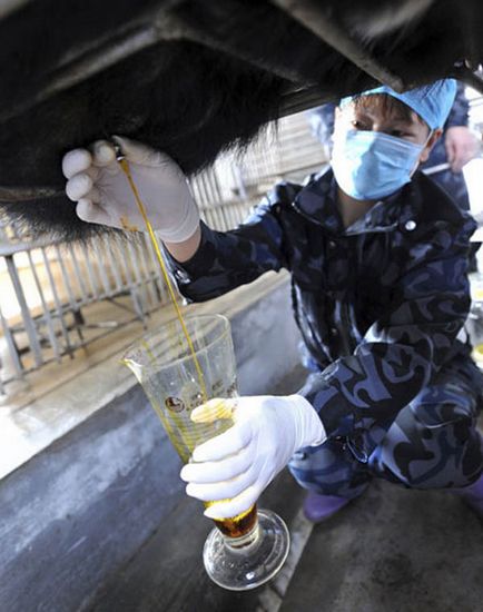 Jurnaliștilor li s-a arătat cum se produce bilele de urs, china