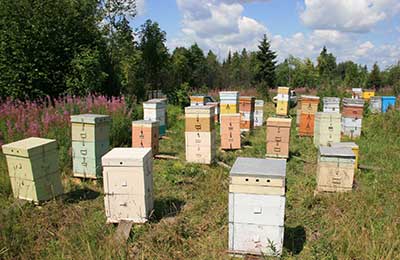 „Méhészeti” magazin - a betegség a méhek a forró nyári