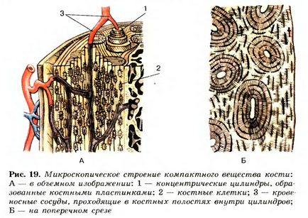 Valoarea sistemului musculo-scheletal, compoziția acestuia