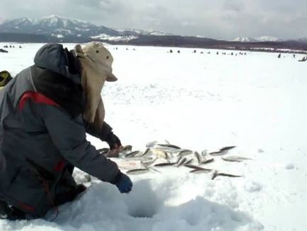 Зубаста корюшка охотського моря - особливості лову - інші риби