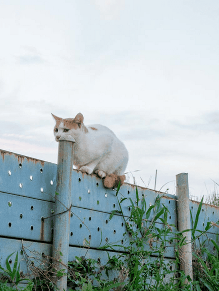 22 Iluzii optice aleatoare efectuate de animale