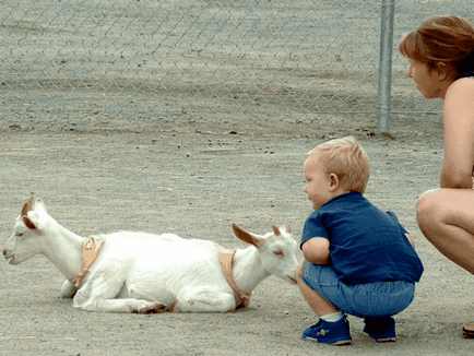 22 Iluzii optice aleatoare efectuate de animale