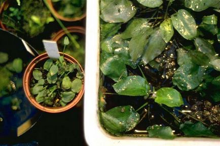 Plante acvatice cryptocoryn panthedrial, descriere, conținut, reproducere și recenzii