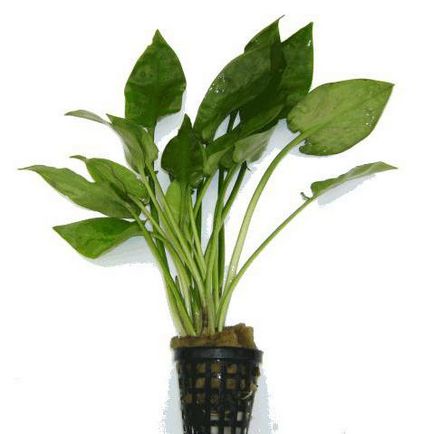 Plante acvatice cryptocoryn panthedrial, descriere, conținut, reproducere și recenzii