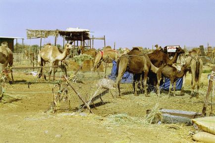 Al Ain, oahe - vacanță, vreme, recenzii de turiști, fotografii