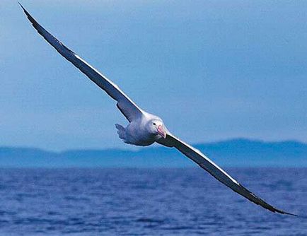 Альбатрос, птиця альбатрос, альбатрос в океані, тварини