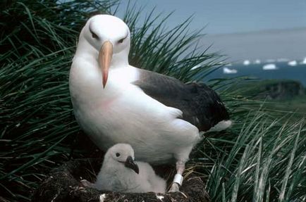 Альбатрос, птиця альбатрос, альбатрос в океані, тварини