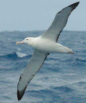 Albatros, albatros, albatros în ocean, animale