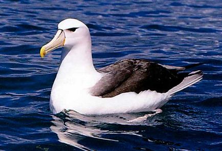 Albatros, albatros, albatros în ocean, animale