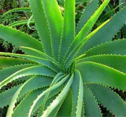 Aloe vera aplicație, cum să mențină sănătatea