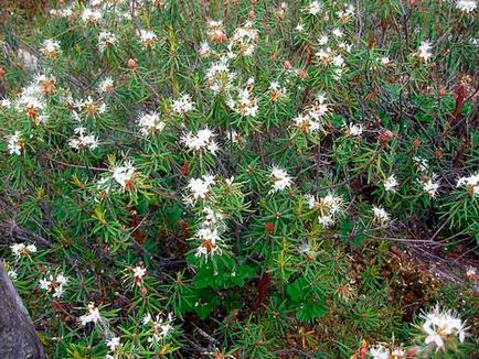 LEDUM palustre свойства, приложения, снимки