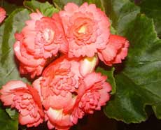 Begonia tuber - plante și flori de interior