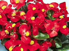 Begonia tuber - plante și flori de interior