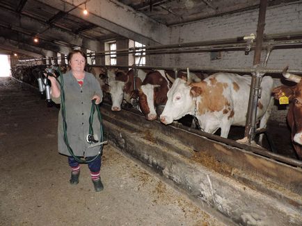 Plan de afaceri pentru deschiderea unei ferme de lapte pentru 10, 20, 50 și 100 capete bovine, echipamente, calcul