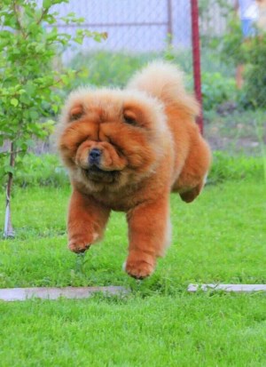 Chow-chow câine cu o inimă umană, apariția unui urs și capul unui leu