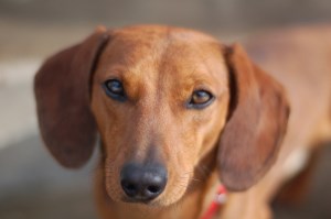 Чау-чау собака з серцем людини, зовнішністю ведмедя і головою лева