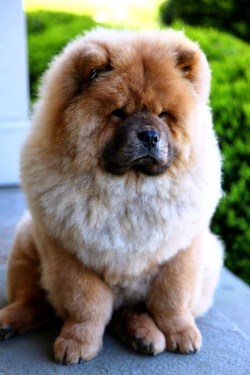 Chow-chow câine cu o inimă umană, apariția unui urs și capul unui leu