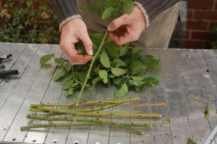 Butași de trandafiri în timpul verii, cum și când să taie, reproducerea de vară cu frunze verde, lignificate, cauline