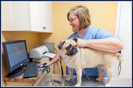 ECG pentru animalele din clinicile veterinare din St. Petersburg