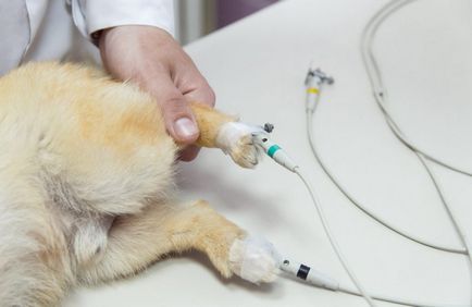 ECG pentru animalele din clinicile veterinare din St. Petersburg