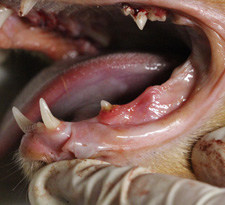Extracția dinților la pisici cu leziuni odontoclaste resorptive ale dinților (forls) -