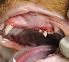 Extracția dinților la pisici cu leziuni odontoclaste resorptive ale dinților (forls) -