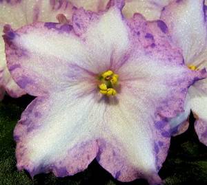 Violete pe pervaz, margarit (dimetrice)