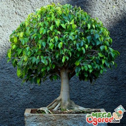 Ficus benjamin - cele mai bune note și sfaturi pentru îngrijirea plantei interioare