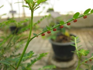 Phyllanthus urinaria, filanthus (phyllanthus urinaria)