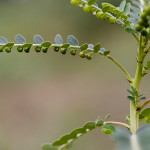 Філлантус урінарія, філантуса (phyllanthus urinaria)