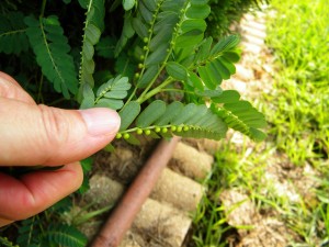 Філлантус урінарія, філантуса (phyllanthus urinaria)