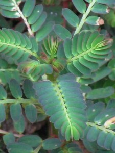 Phyllanthus urinaria, filanthus (phyllanthus urinaria)