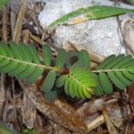 Phyllanthus urinaria, filanthus (phyllanthus urinaria)
