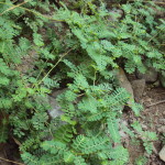 Phyllanthus urinaria, filanthus (phyllanthus urinaria)