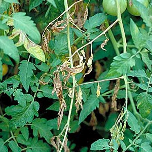 Fusarium wilting tomatoes - o grădină fără griji