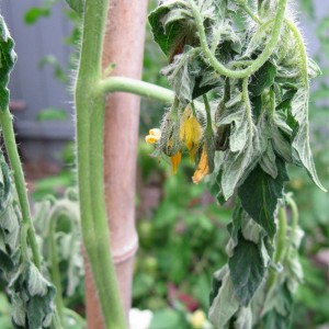 Fusarium wilting tomatoes - o grădină fără griji