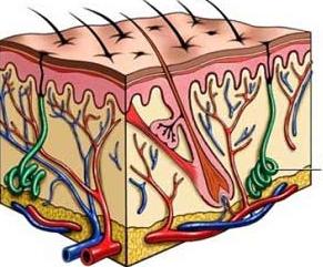 Tratamentul hidradenitei, cauze, simptome