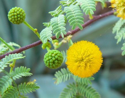 Hogyan fehéríti a fogakat Ayurveda