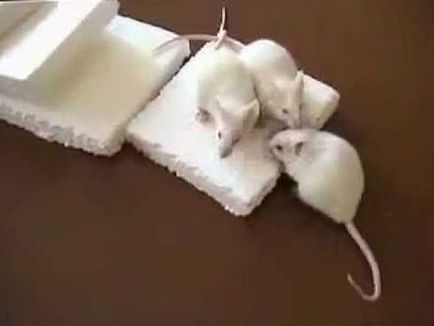 Ce fel de izolare nu este șoarecii de șobolani și șobolanii să înțelegem
